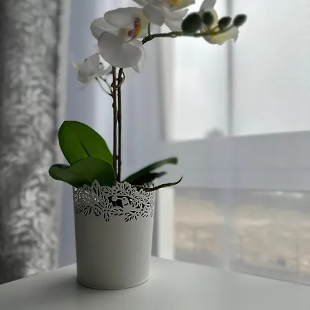 Premium - Orchidea - Self Check-in - Parking * Rzeszów